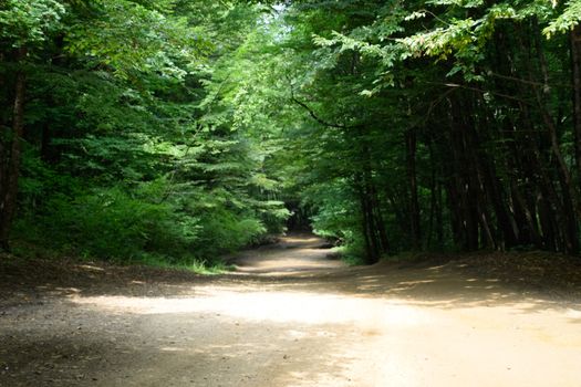 Mountain road in the forest. Shapsugsky forest.