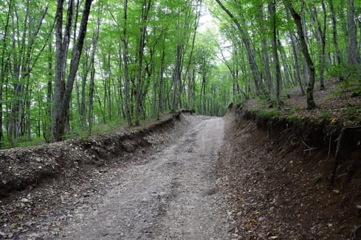 Mountain road in the forest. Shapsugsky forest.