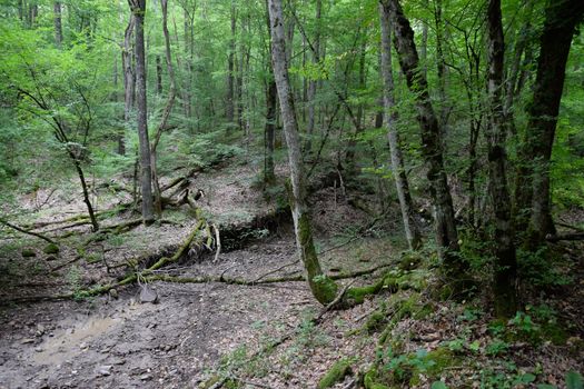Mountain road in the forest. Shapsugsky forest.