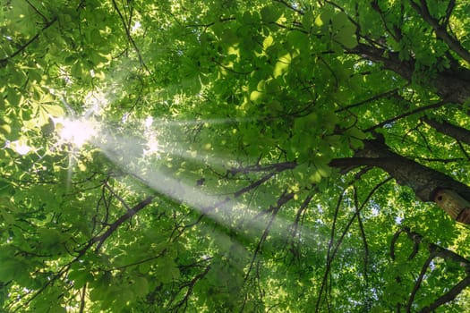 Beautiful spring summer background with green tree and sunlight