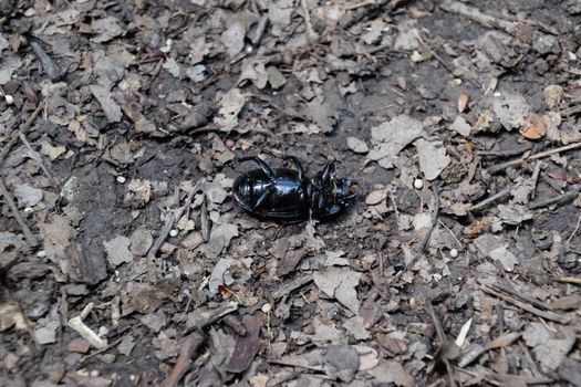 The beetle lies on its back and cannot roll over.