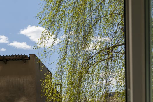 Spring awakening. Window, birch branches with young leaves and blue sky with white clouds.