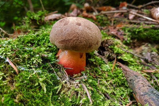 One small edible boletus mushroom in the moss.