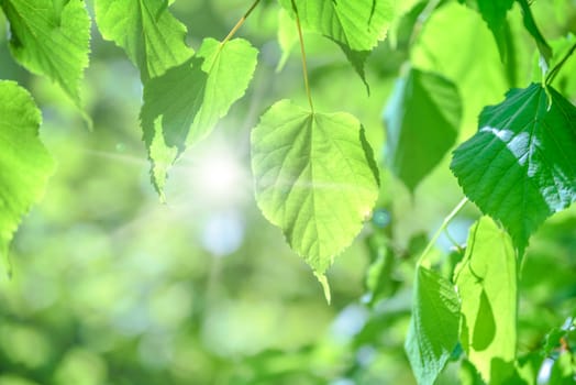 Fresh green leaves on the green backgrounds with sunlights and bokeh effect.