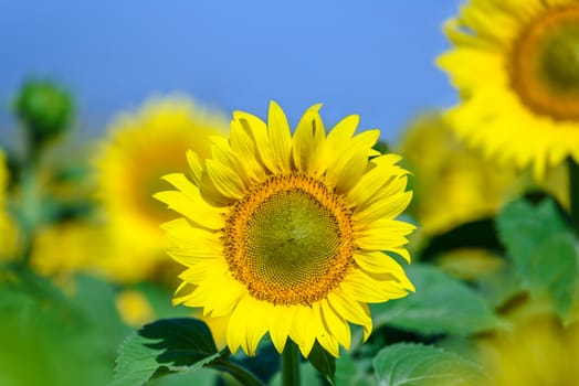 Beautiful sunflowers blooming in the sun on the blue sky background.