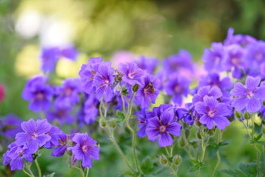 Purple flowers blooming in a home garden and bee collecting nectar - macro shot.