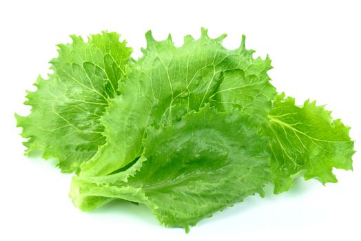 Fresh and wet green lettuce from organic farm isolated on a white background.