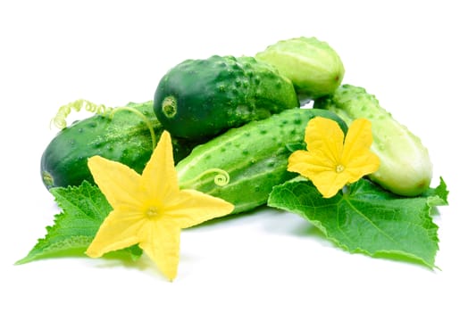 Fresh green cucumbers with leaves and flowers isolated on white background.