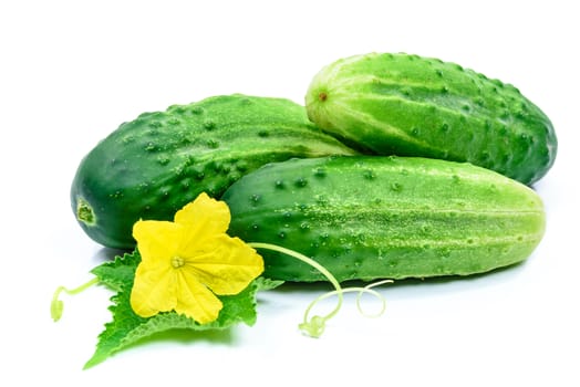 Fresh green cucumbers with leaf and flower isolated on white background.