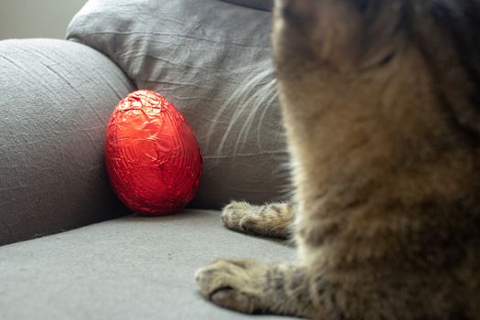 Red easter egg on the corner of a couch still unwrapped with a cat beside it