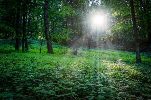 Evening sun between the trees in the deep forest