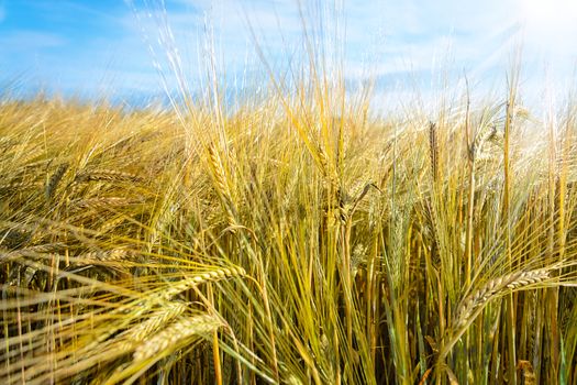 Ears of corn in the field on the blue sky background in the summer