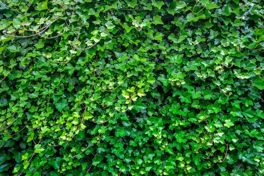Natural wall from green ivy leaves as texture background.