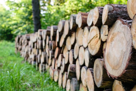 A big pile of wood in the forest on the background of green trees in a sunny day.