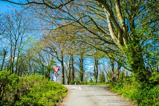 narrow single track country lane bordered by hedges in Cumbria England