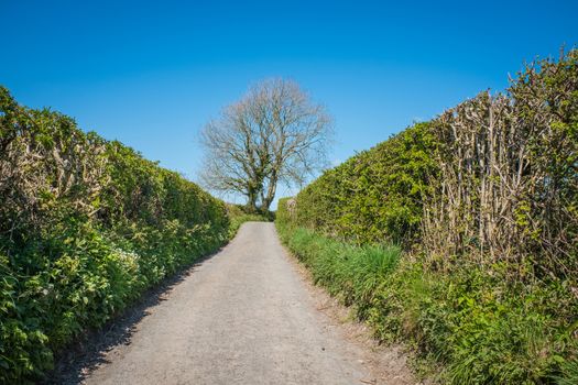 Rural lane in Cumbria England in Sprintime