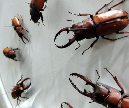 Stag Beetles nailed to the wall with white background, red in color