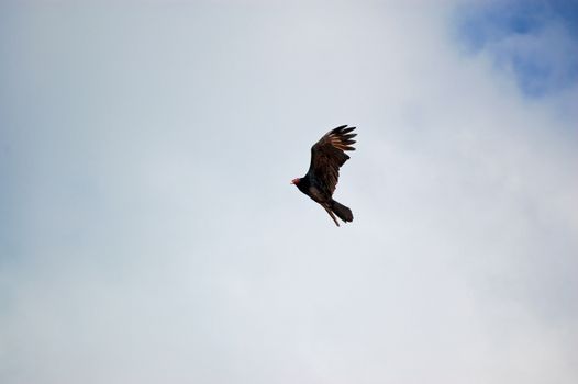 View of a turkey vulture, latin name Cathartes aura, flying through the sky and contemplating landing on a roof.