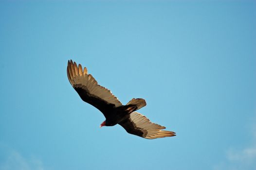 View of a turkey vulture, latin name Cathartes aura, in flight.