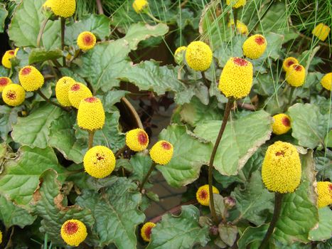 Fresh flowering para cress plant, Spilanthes oleracea, toothache