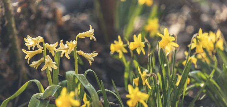 Panoramic view to spring flowers in the forest. Yellow blooming daffodils in the forest background. Spring day, dolly shot, close up, shallow depths of the field