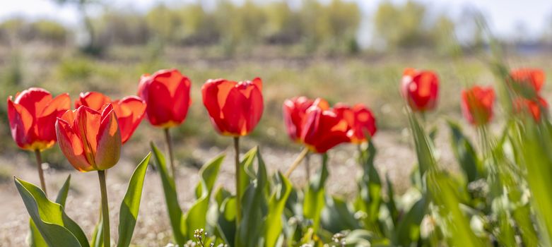Panoramic view to beautiful red tulips with green leaf in the garden with blurred many flower as background of colorful blossom flower in the park