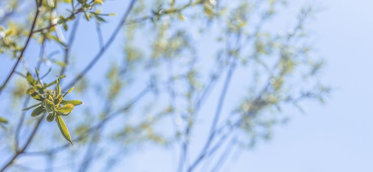 Panoramic view to spring background art with willow young green leaves. Spring day, close up, shallow depths of the field