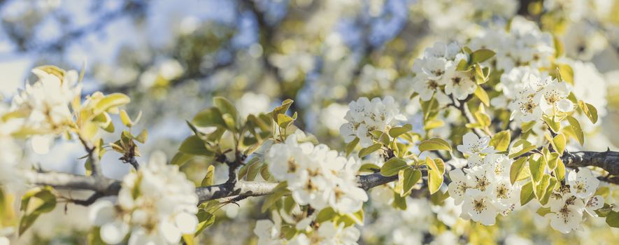 Panoramic view to blurred pear tree background with spring flowers in sunny day. Panoramic view to spring background art with white blossom, close up, shallow depths of the field