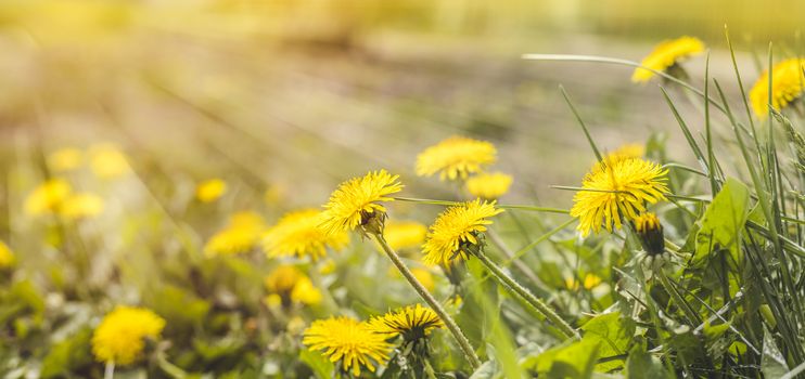 Beautiful spring dandelion flowers. Green field with yellow dandelions. Closeup of yellow spring flowers on the ground