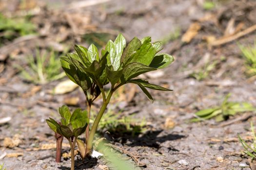 In the spring of peony (Paeonia lactiflora) sprout.