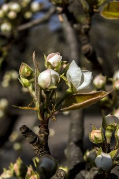 The pear tree blooms in early spring.