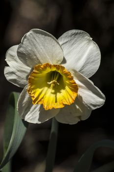 White daffodils (Narcissus poeticus) are the spring controversy in the gardens.