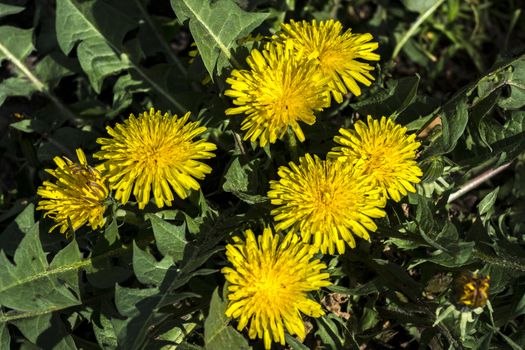 Dandelion or dumpling dumpling (Taraxacum officinale) in the garden. 