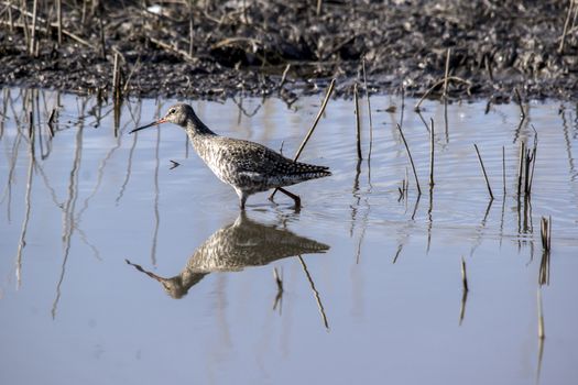 Smoky canoe (Tringa erythropus) hunting on the lake shore.