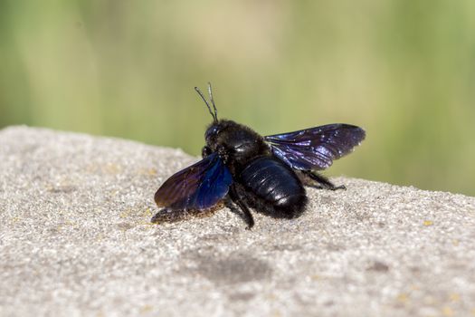 Blue bumblebee (Xylocopa violacea) is a large insect in the fields.
