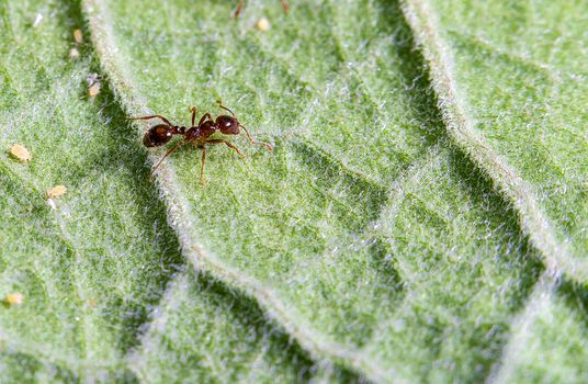 An ant and some aphids on a green leave