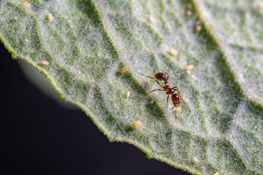 An ant and some aphids on a green leave.
