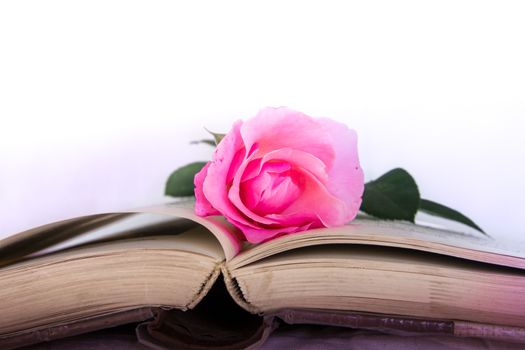 open book with a pink pink rose as a symbol of romance and literature
