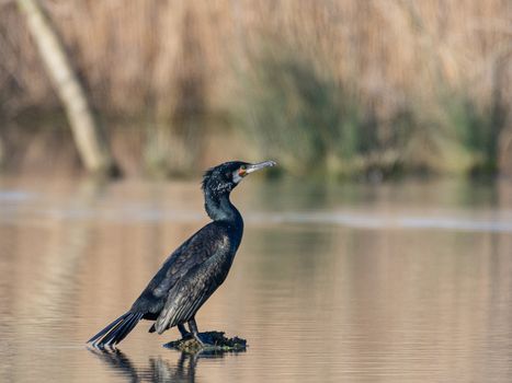 Great cormorant resting on a small stone sticking out of the waters of a pond