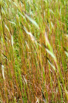 Flower of Tangle head grass movement in the wind