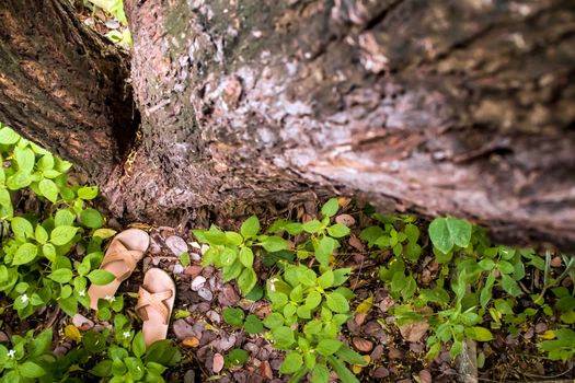 The slipper of a child on tree