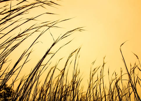 Silhouette stalk of grass flower and the sunset sky