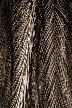 Brown strips of dry palm leaf parts. Abstract background