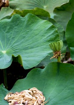 The wilt petal of lotus fall on their leaf