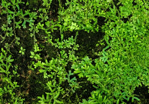 Close-up of freshness small fern leaves with moss and algae growing on the moist stone