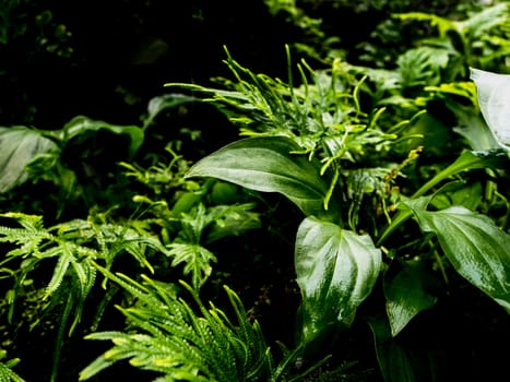 Top view of full frame freshness tropical leaves surface texture in dark tone as rife nature background