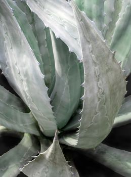 Agave succulent plant freshness texture on leaves surface with thorn of Agave americana