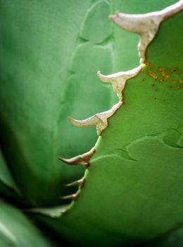 Agave succulent plant freshness texture on leaves surface with thorn of Agave titanota Gentry