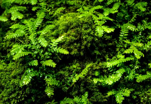 Close-up of freshness small fern leaves with moss and algae growing on the moist stone