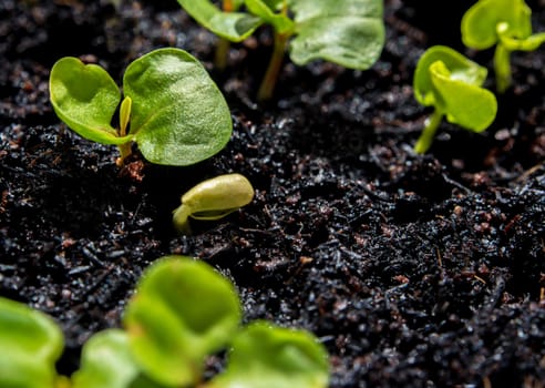 Freshness new life, leaves of young plant seeding in agriculture farm